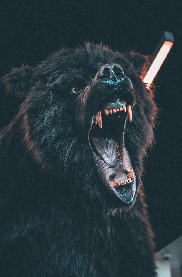 How to Encourage Wildlife Habitats in Urban Areas of the UK?